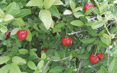Potentially Important Trees for all Countries of the World